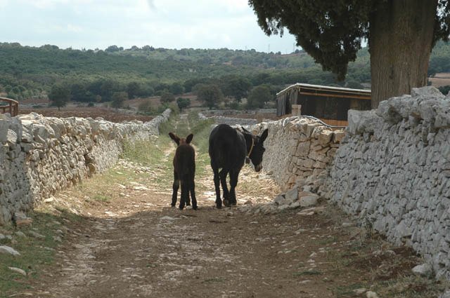 Masseria 