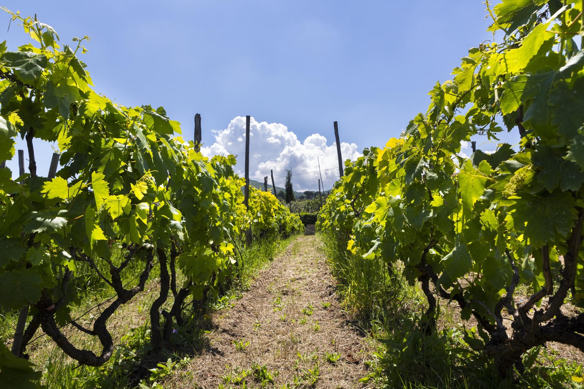 The Old Frascati Wine Tour