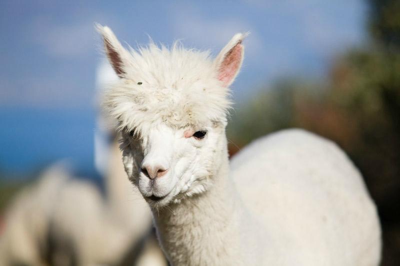 Elalpaca