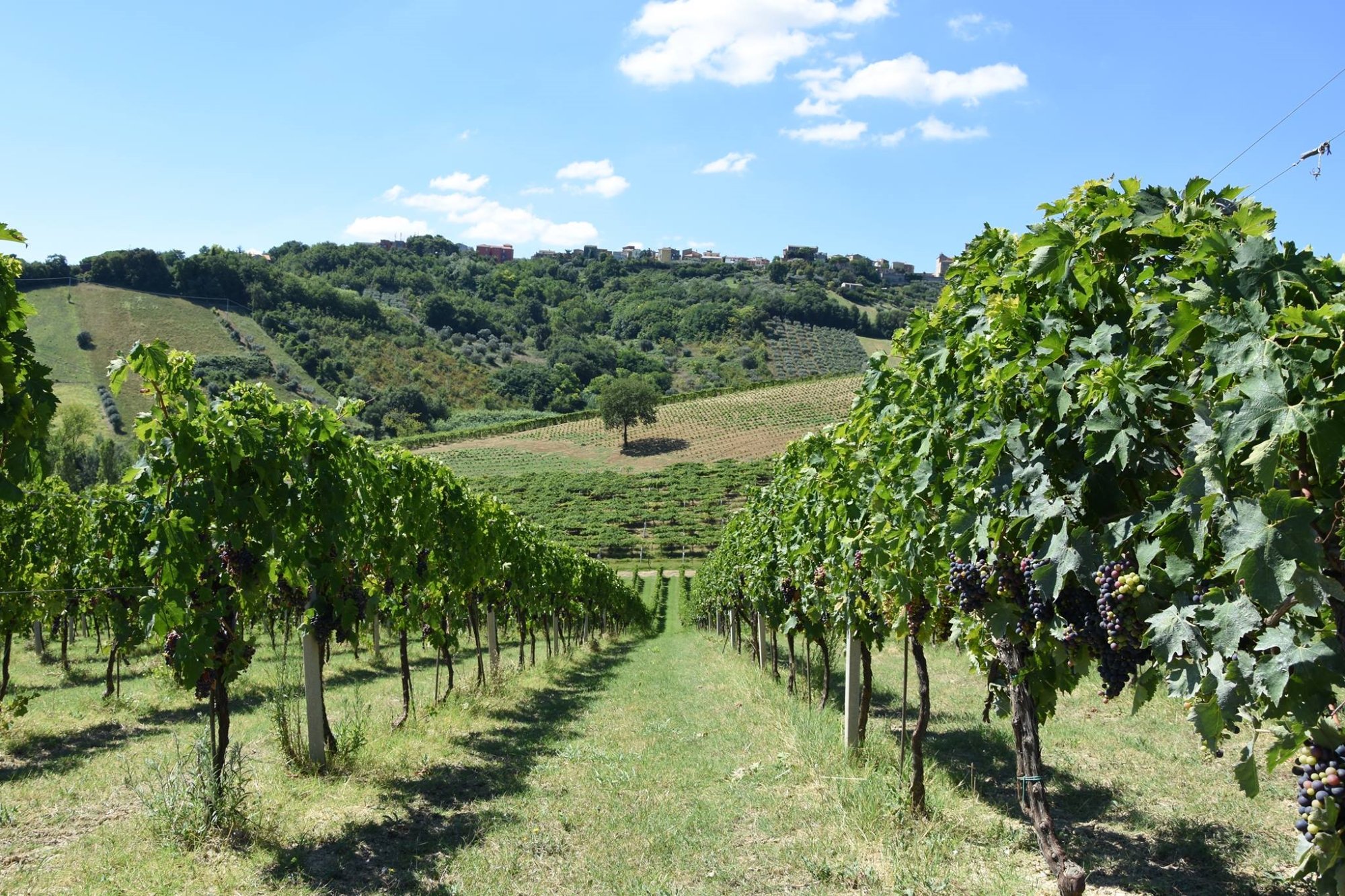 Tenuta Terraviva