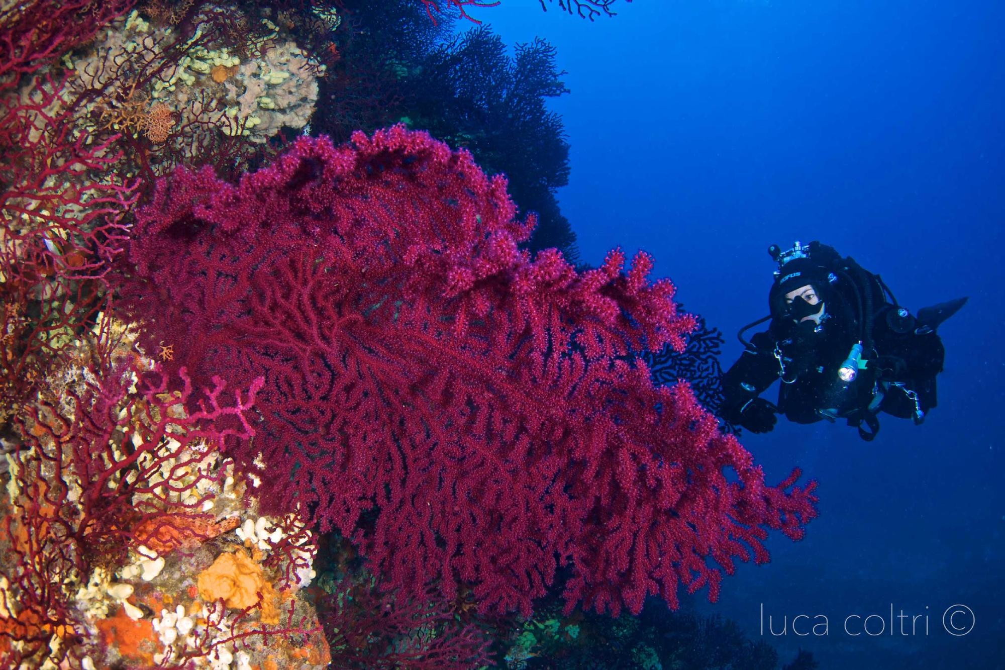 Pianeta Blu Diving Center