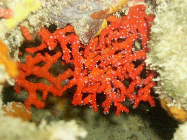 Centro Sub Diving School