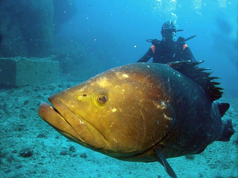 Blu Dive Center