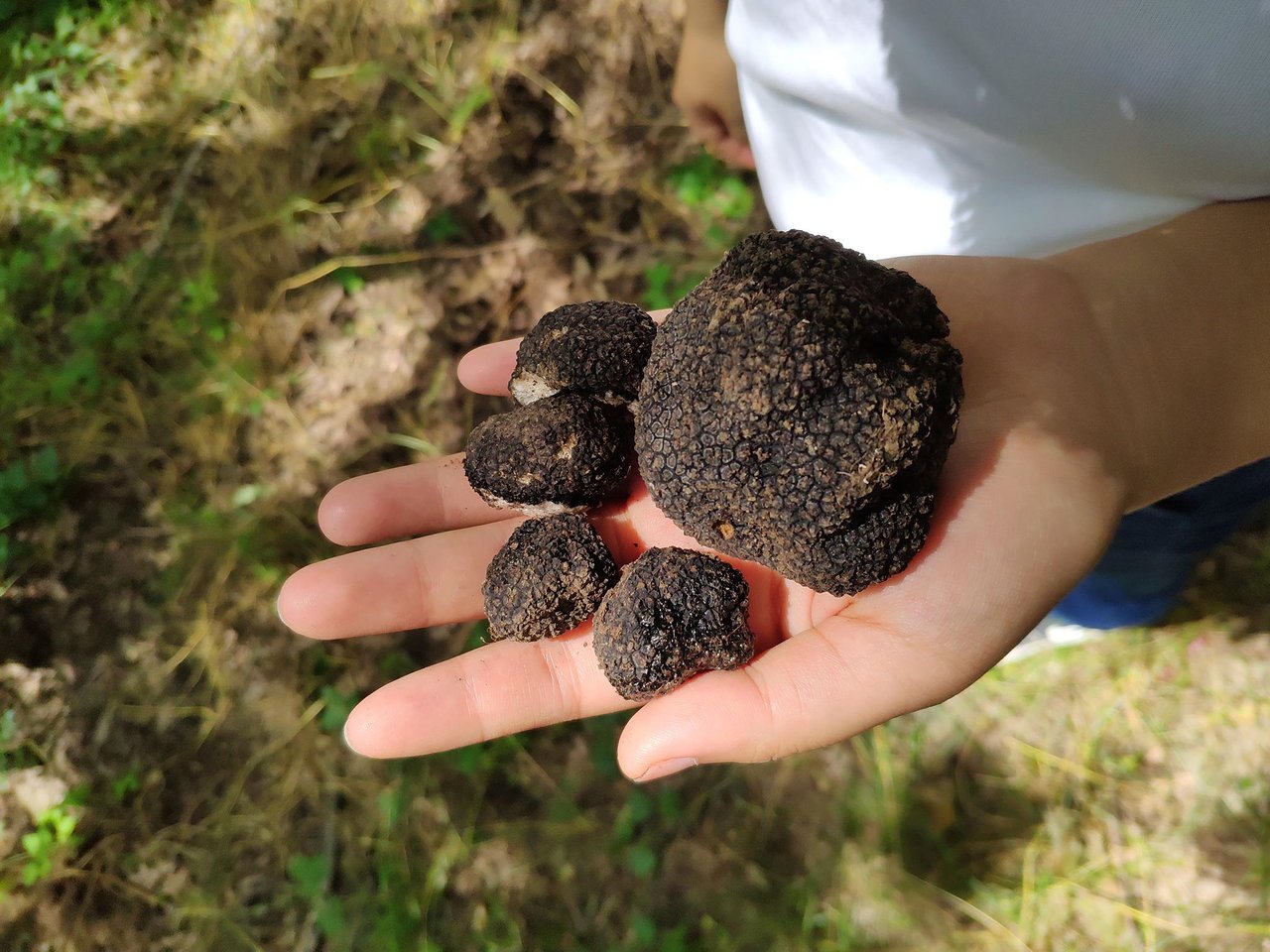 Discovering Truffles