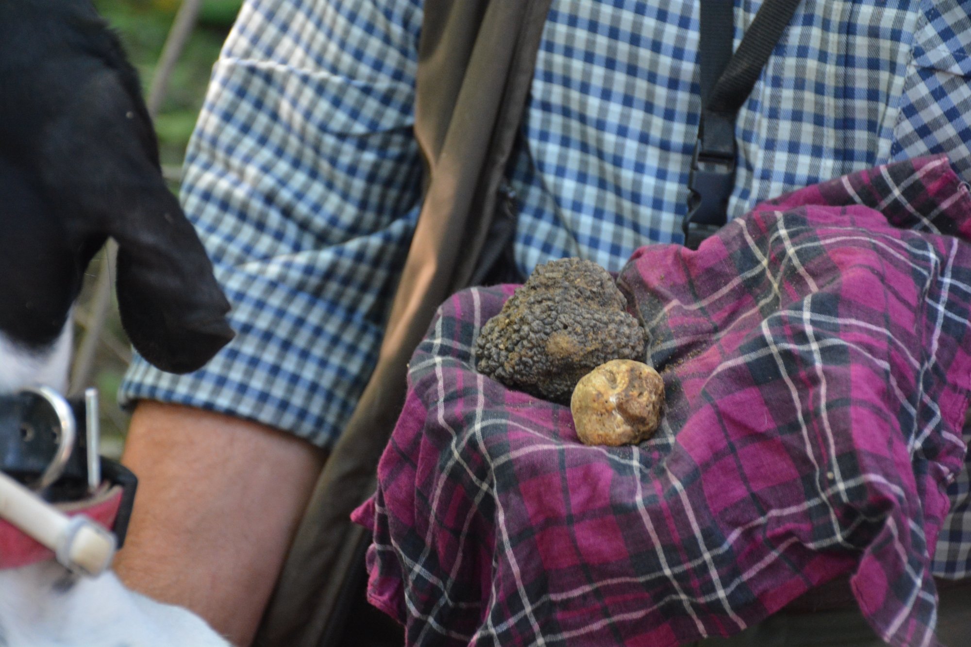 Truffle Tour
