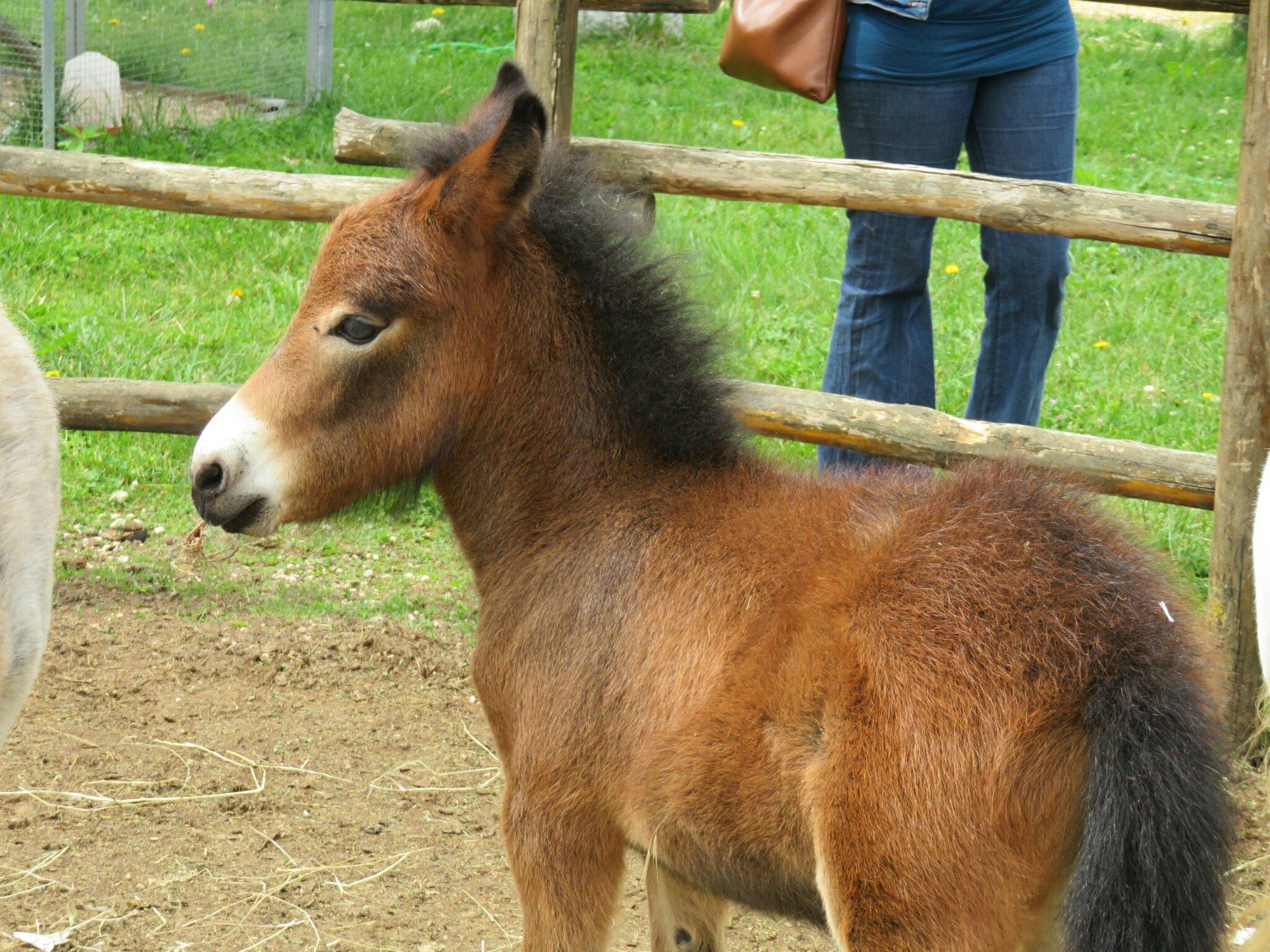 La Fattoria degli Animali