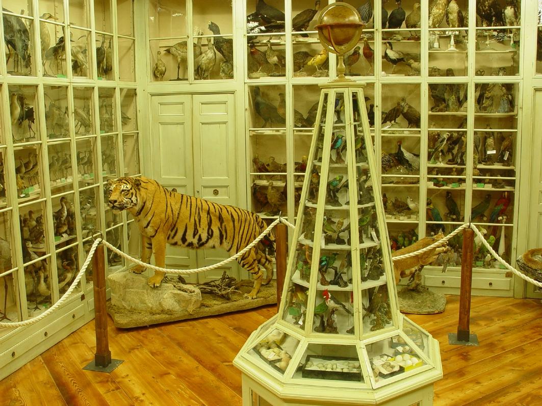 Museo civico di storia naturale Craveri