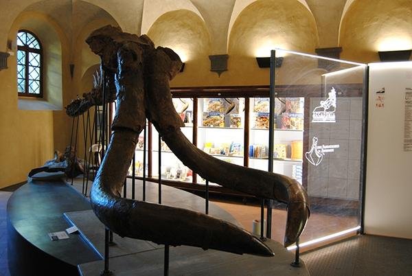 Museo Paleontologico di Montevarchi