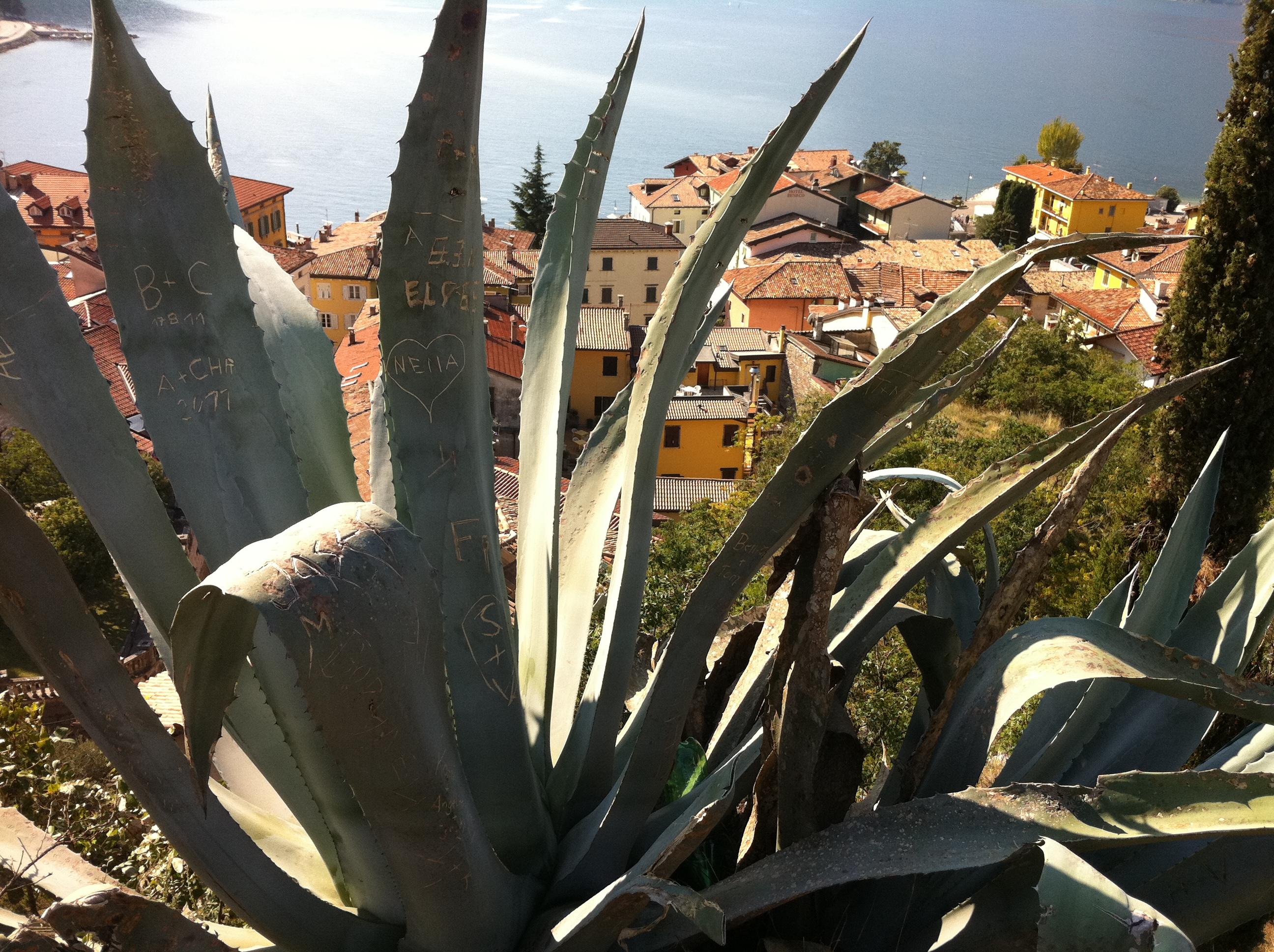 Belvedere Viewpoint