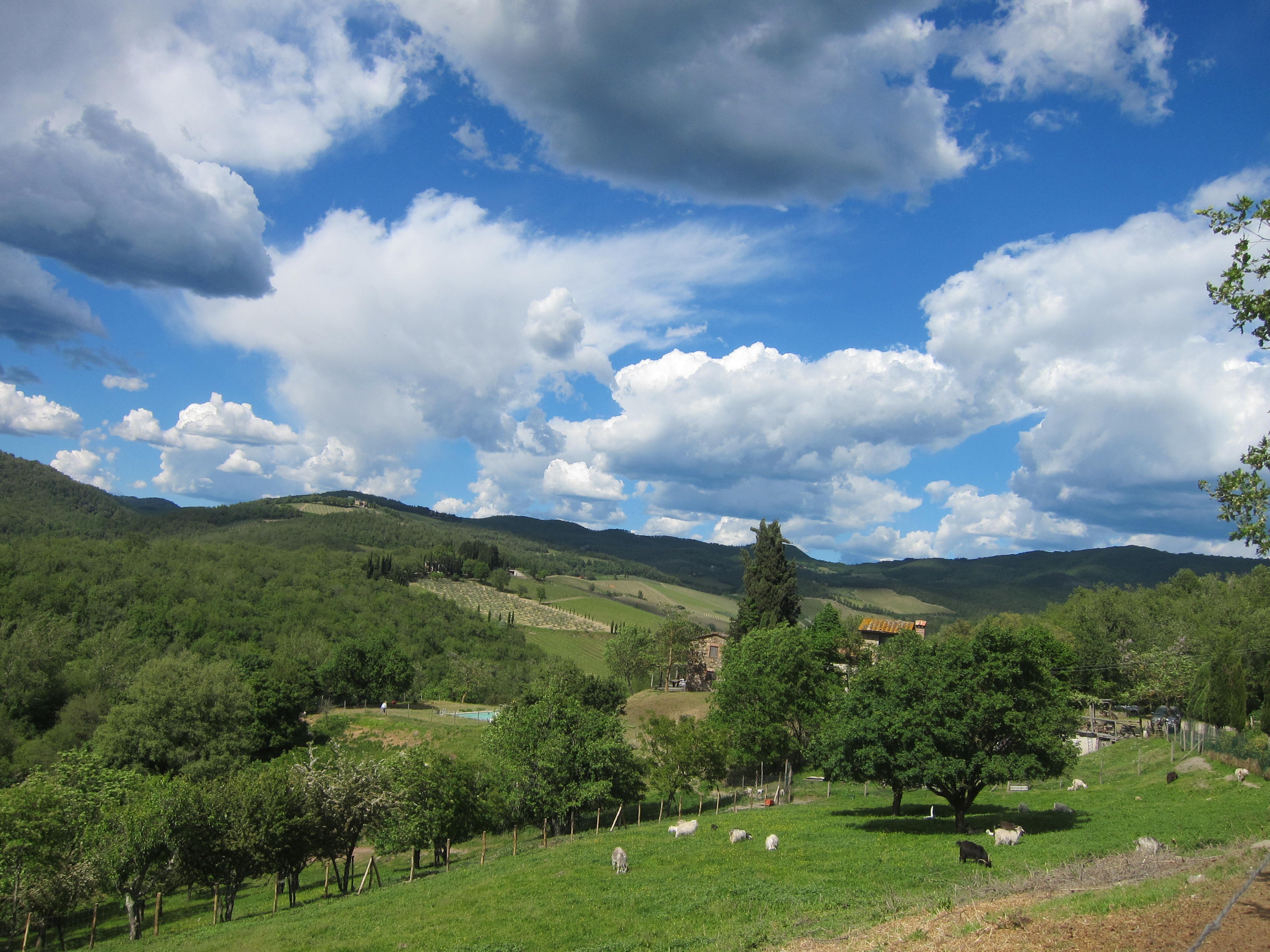 Chianti Cashmere Goat Farm