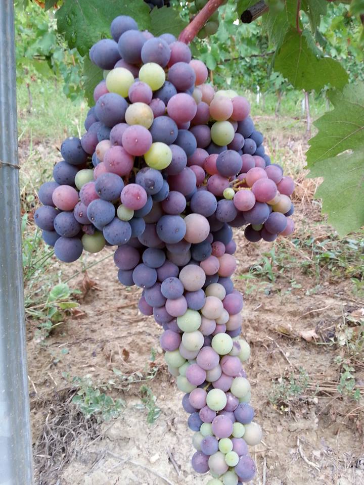 Bruno Rocca vineyard