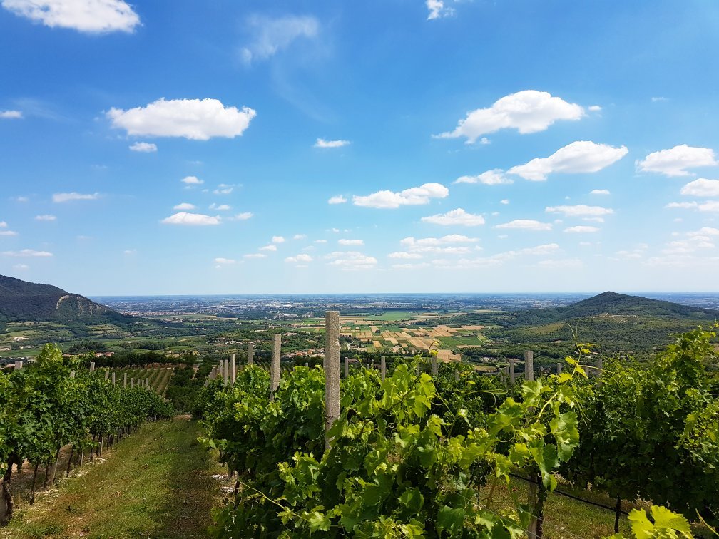 Azienda Agricola Vignalta s.s.