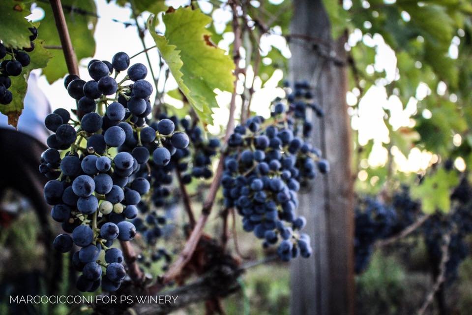 Paolini & Stanford Winery