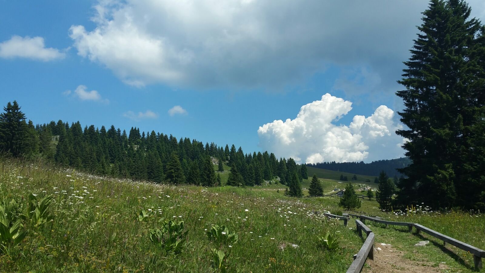 Giardino Botanico di Passo Coe - Fondazione Museo Civico di Rovereto