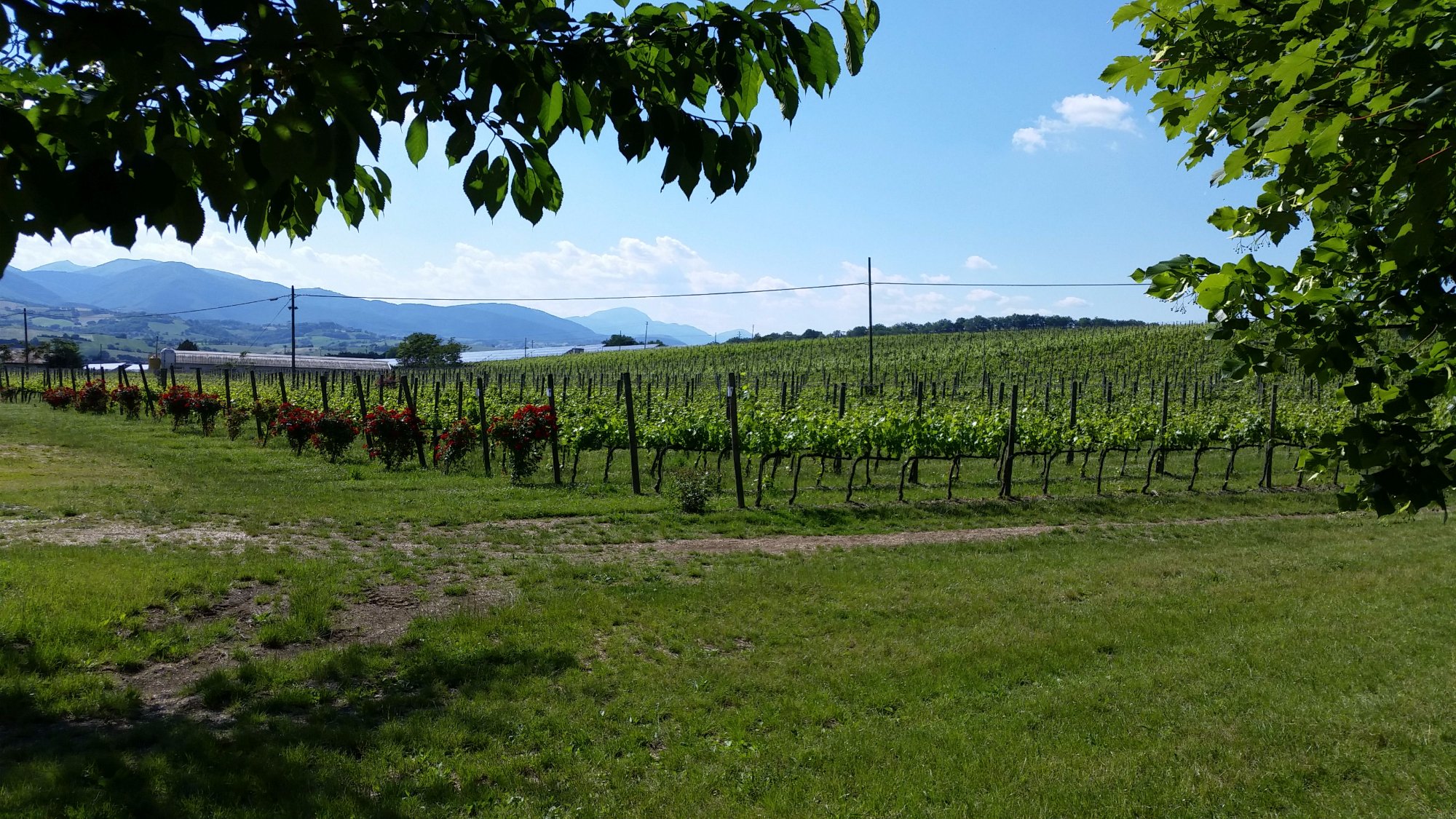 Azienda Agricola Maraviglia