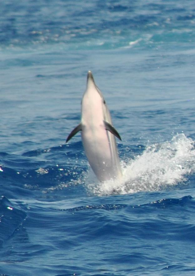 Santuario dei Cetacei