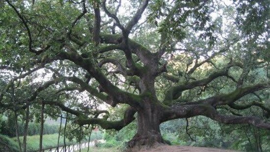 Quercia di Pinocchio