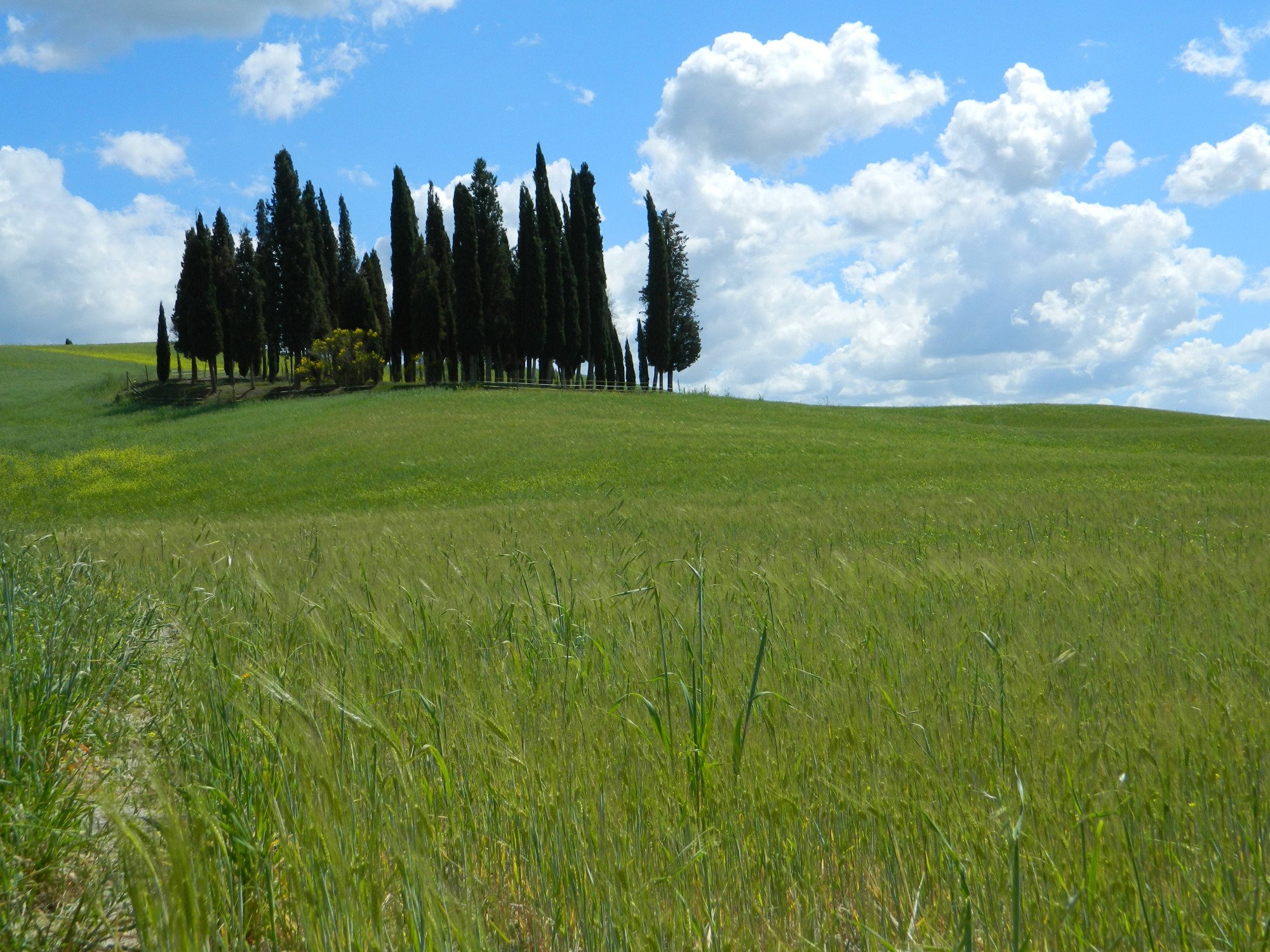 Cipressi di San Quirico d'Orcia