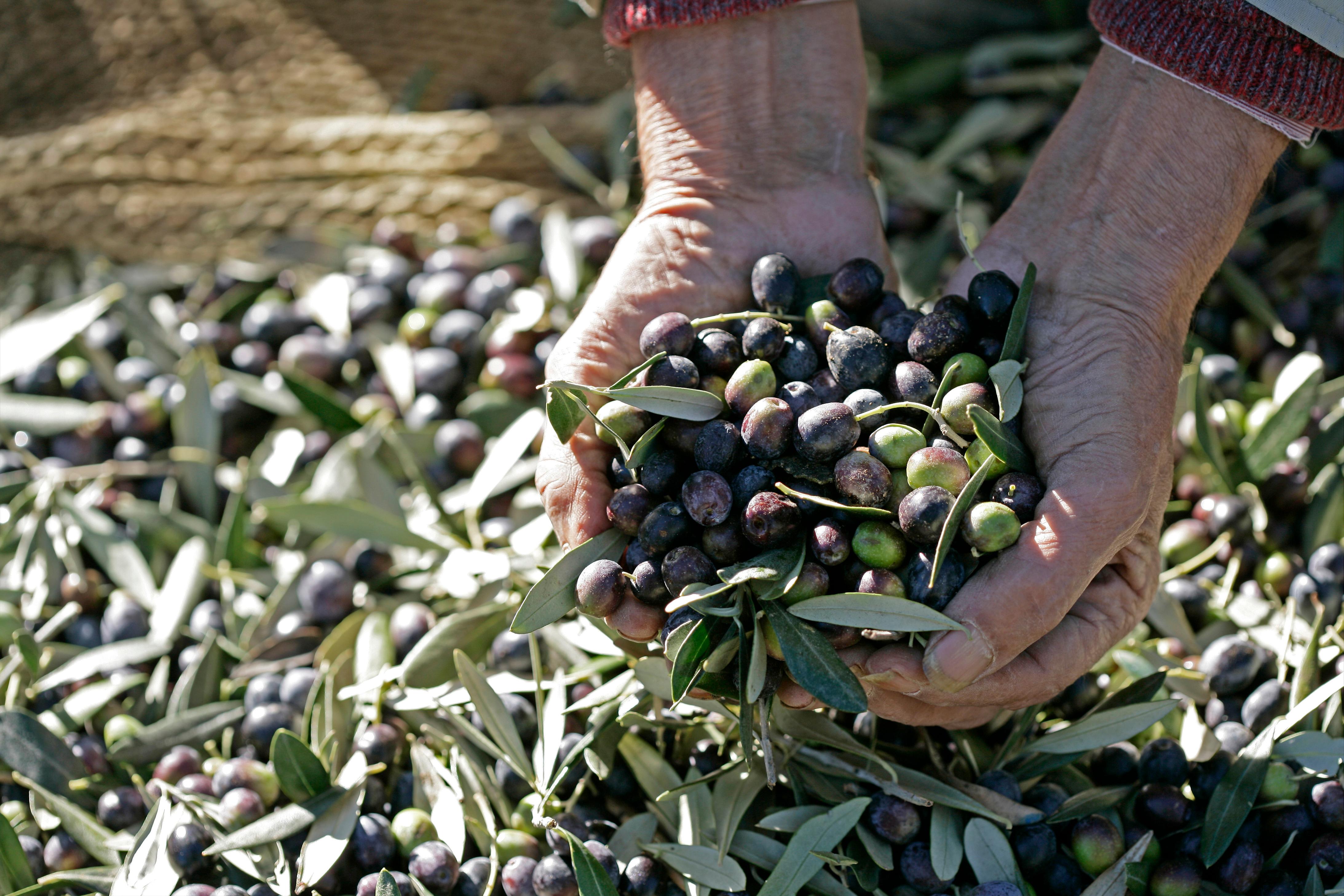 Montalbano Agricola Alimentare Toscana