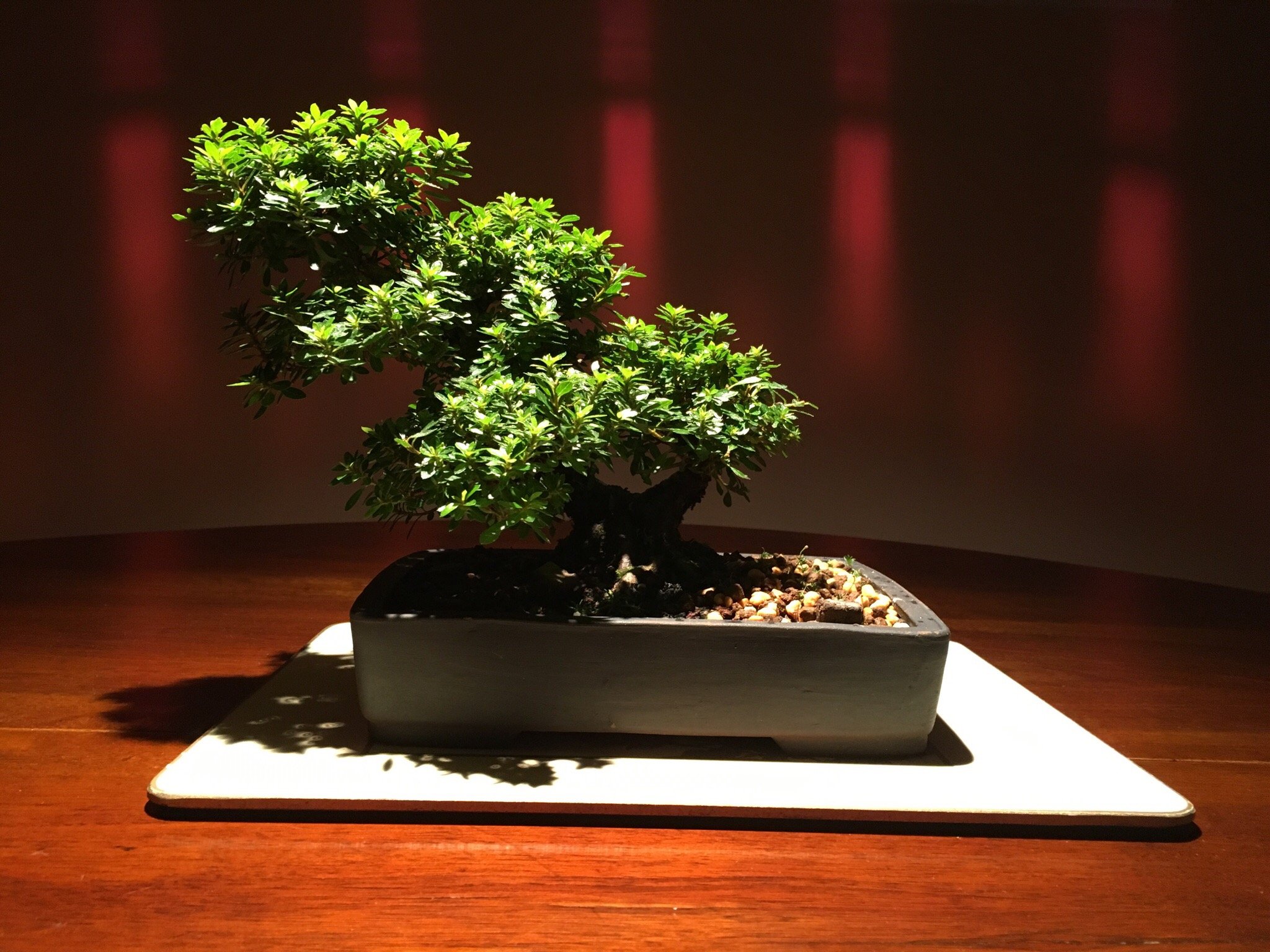 Bonsai Piccin