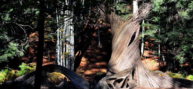 Il Respiro Degli Alberi