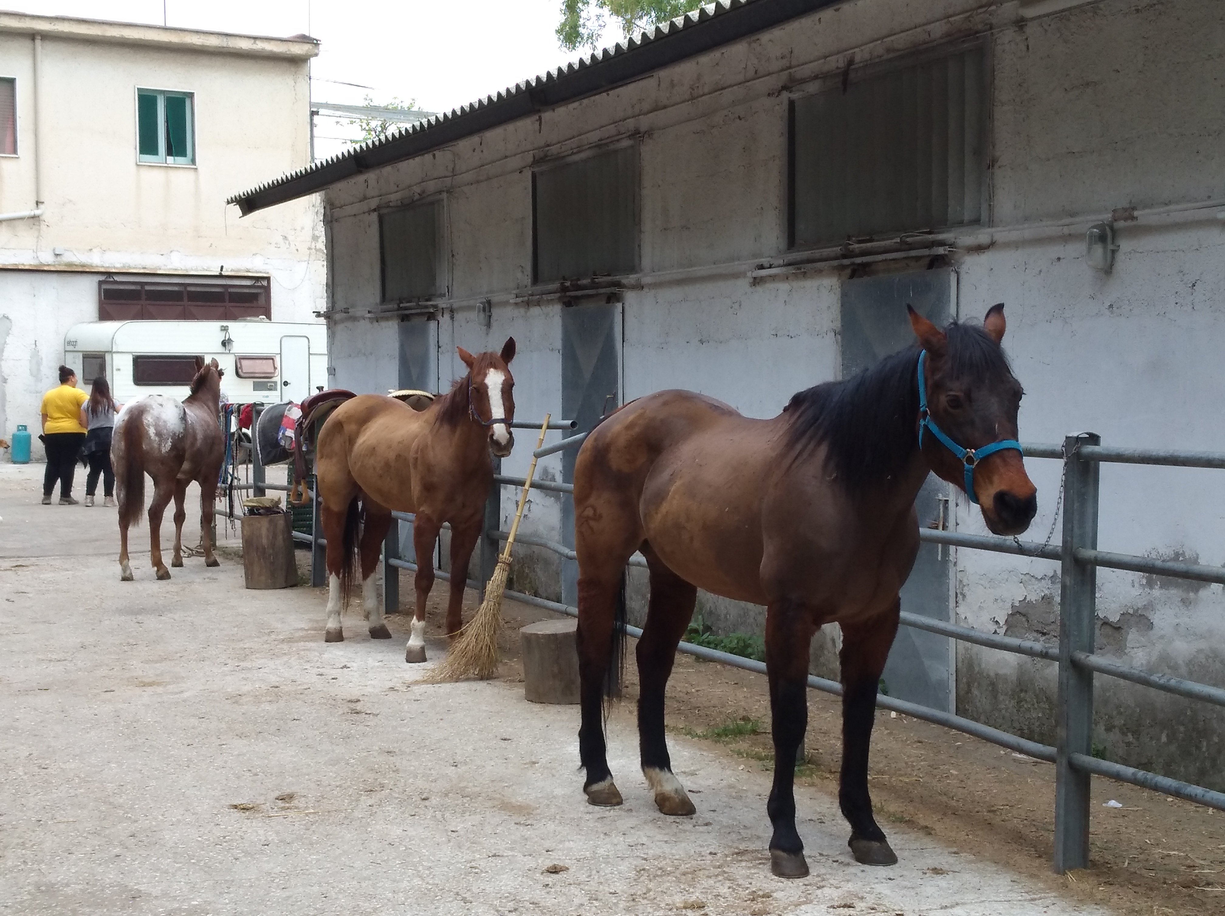 Circolo Ippico Amico Cavallo