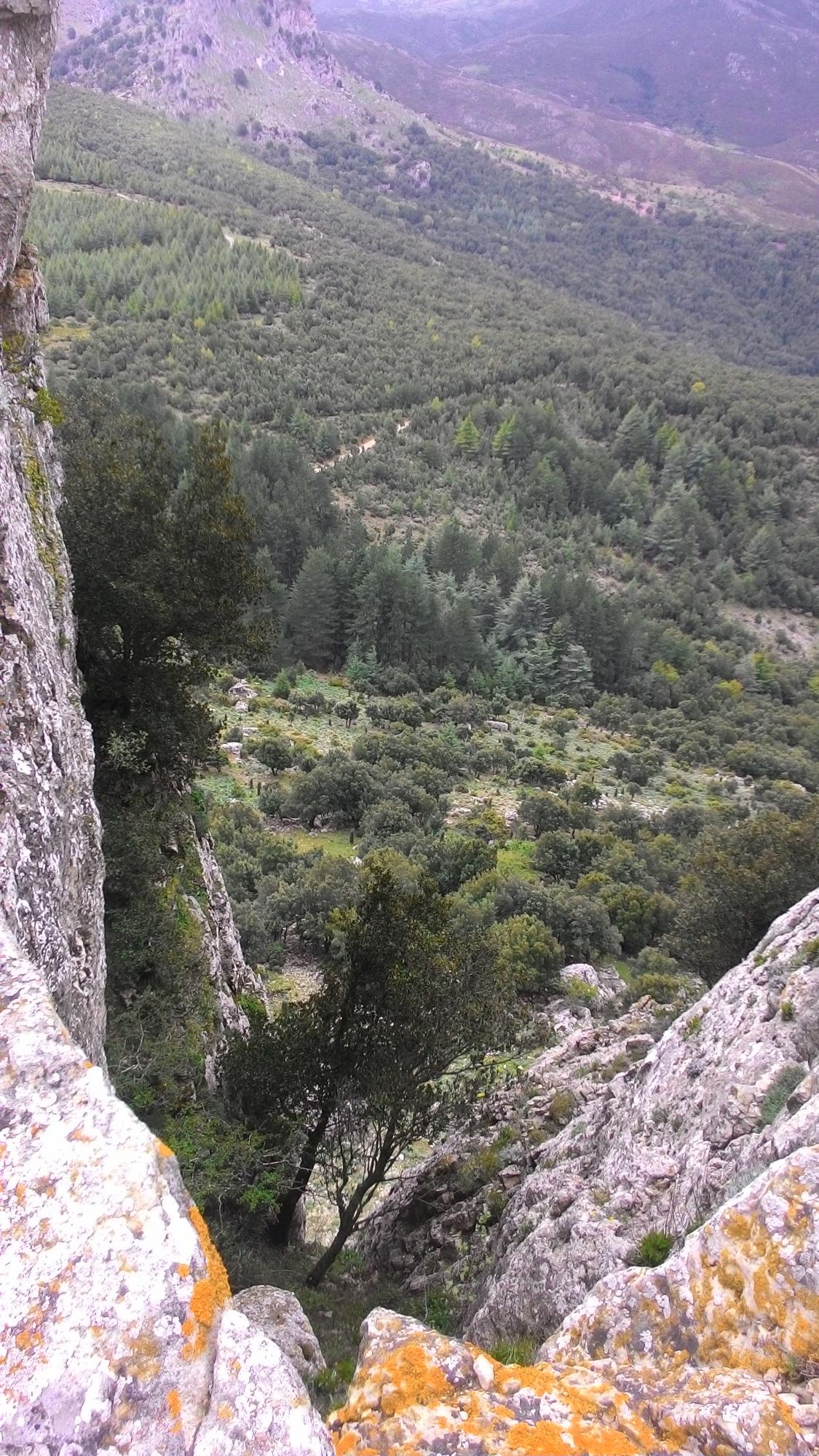 Foresta Demaniale Montes