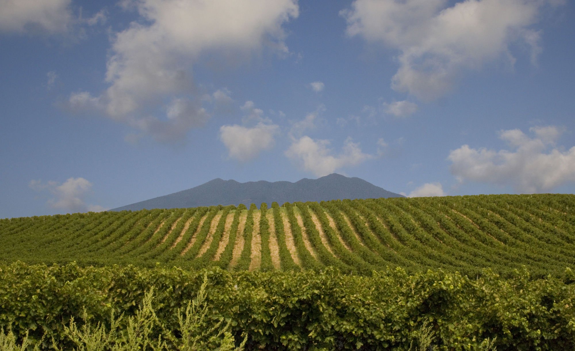 Cantina Di Venosa