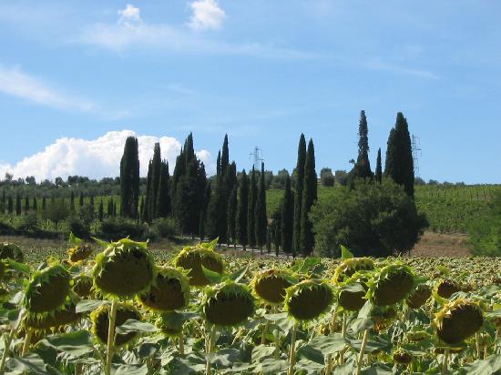 Stella Soldani Siena day tour guide