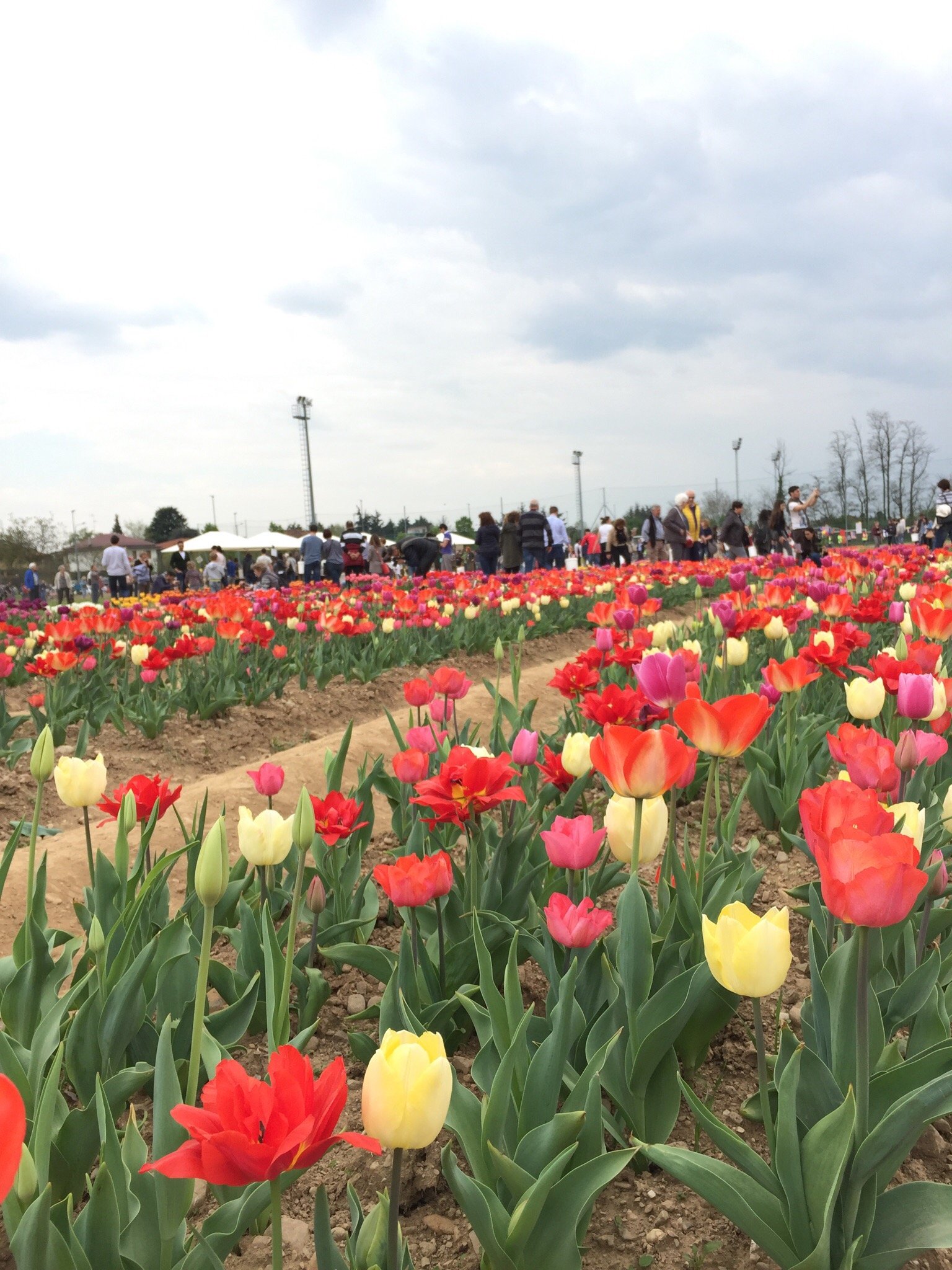 Tulipani Italiani