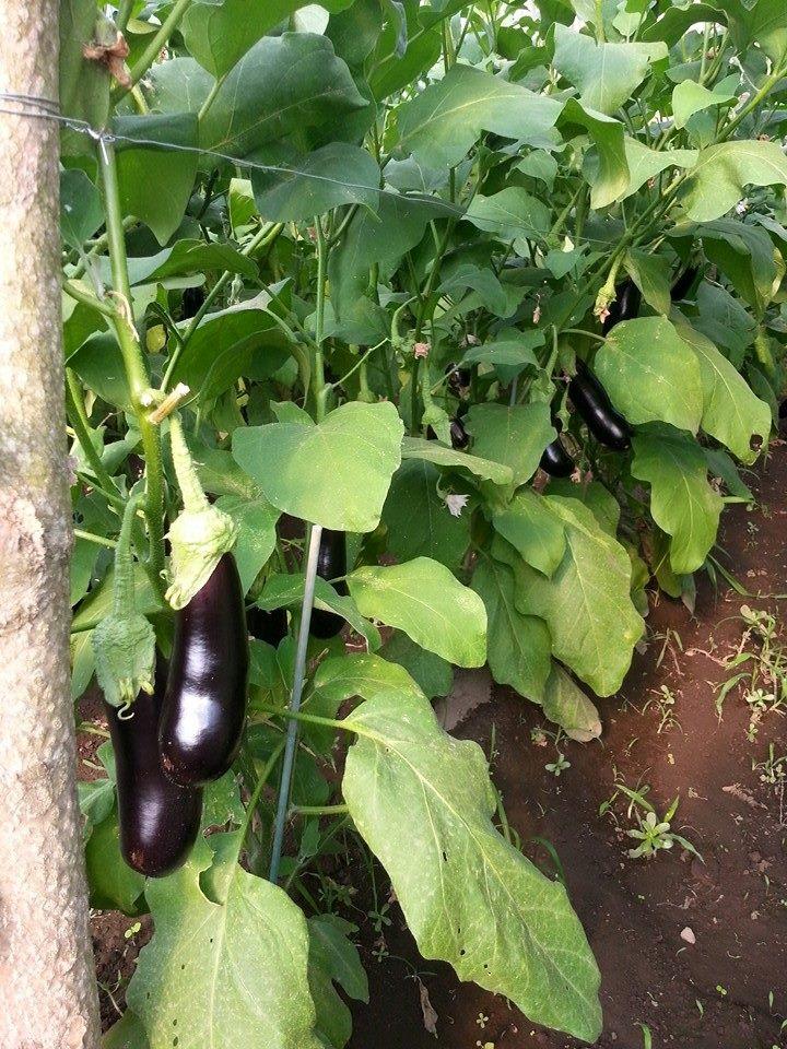 Azienda Agricola Campagnuolo