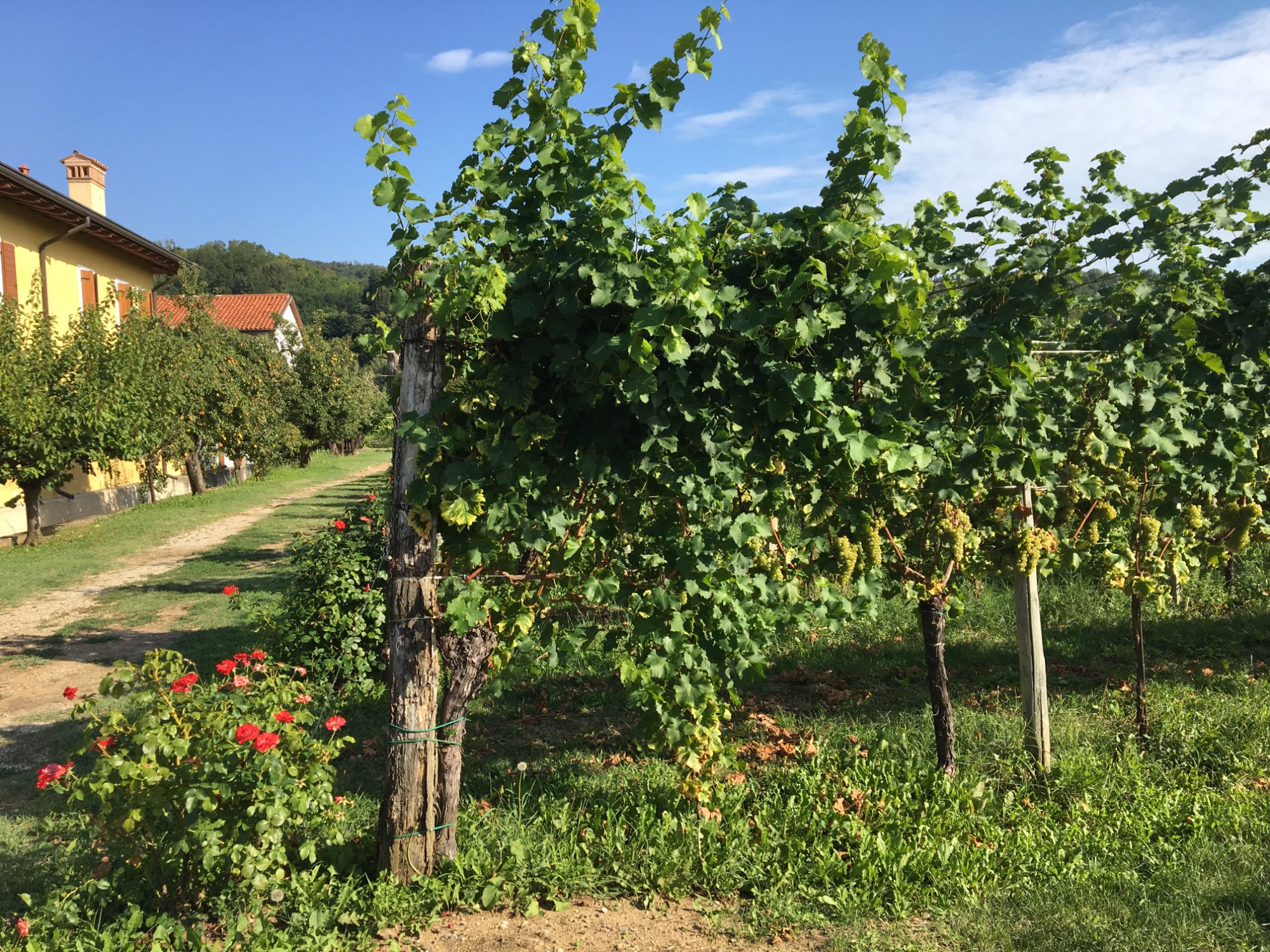 Vigna Petrussa, Di Hilde Petrussa Mecchia