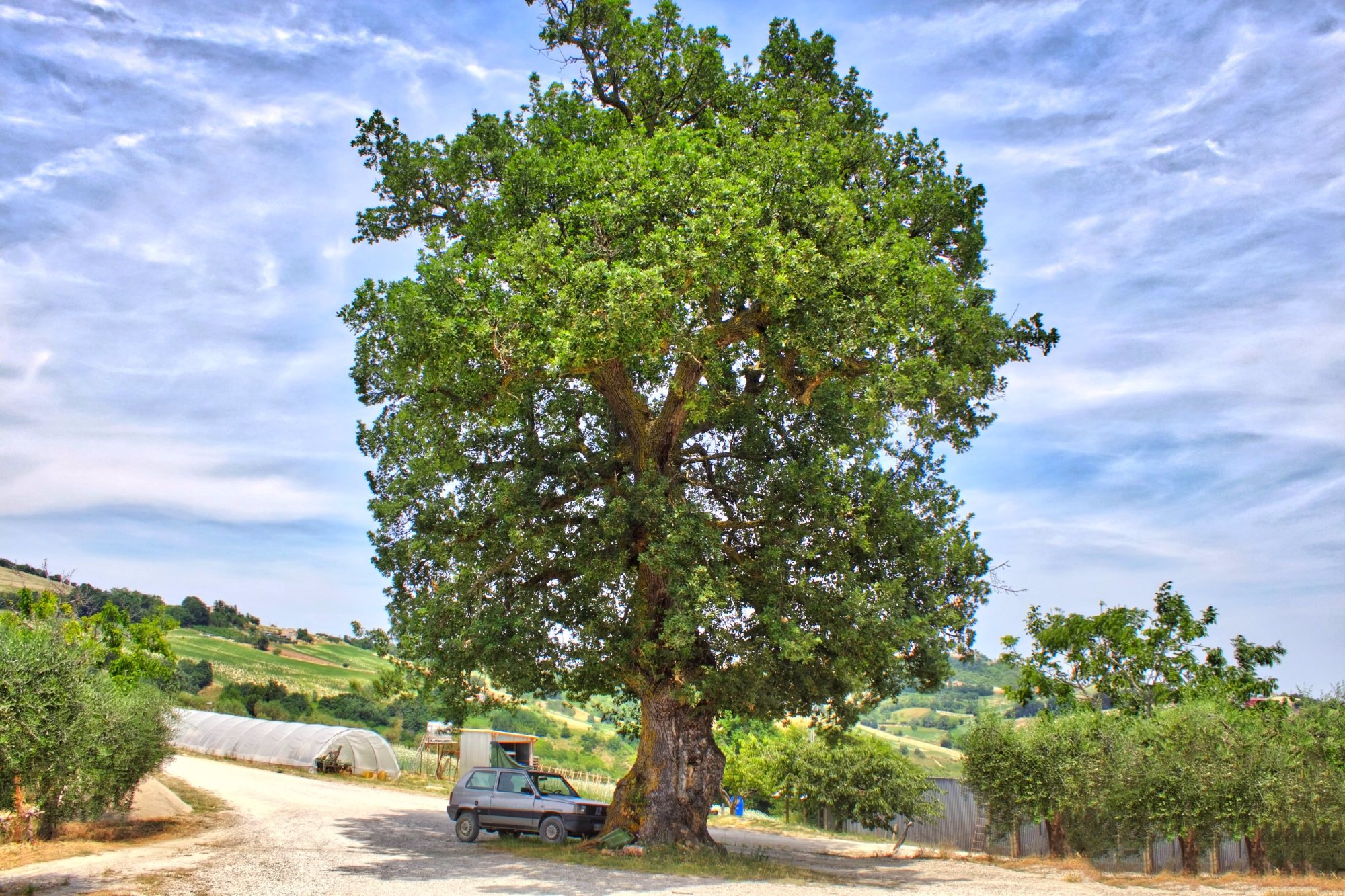 Albero Monumentale delle Marche