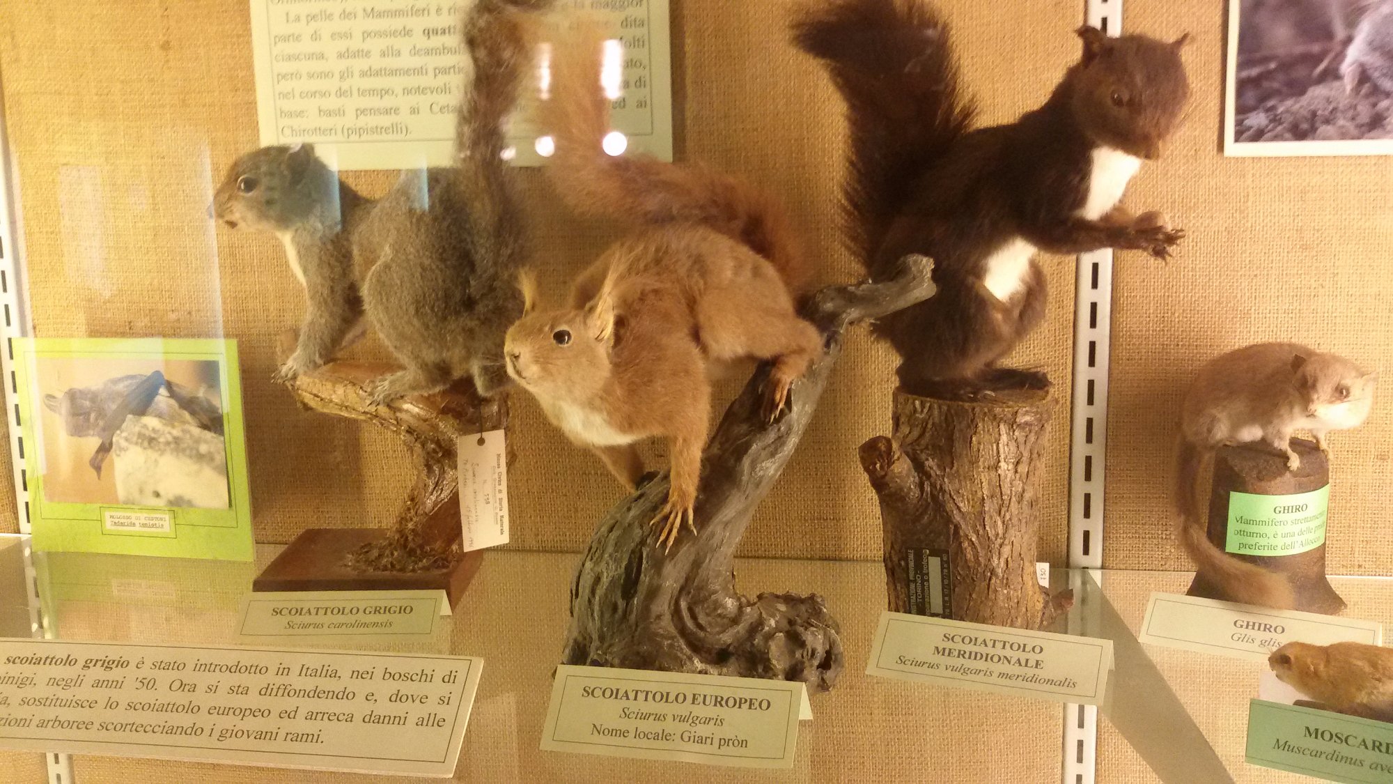 Museo Civico di Storia Naturale