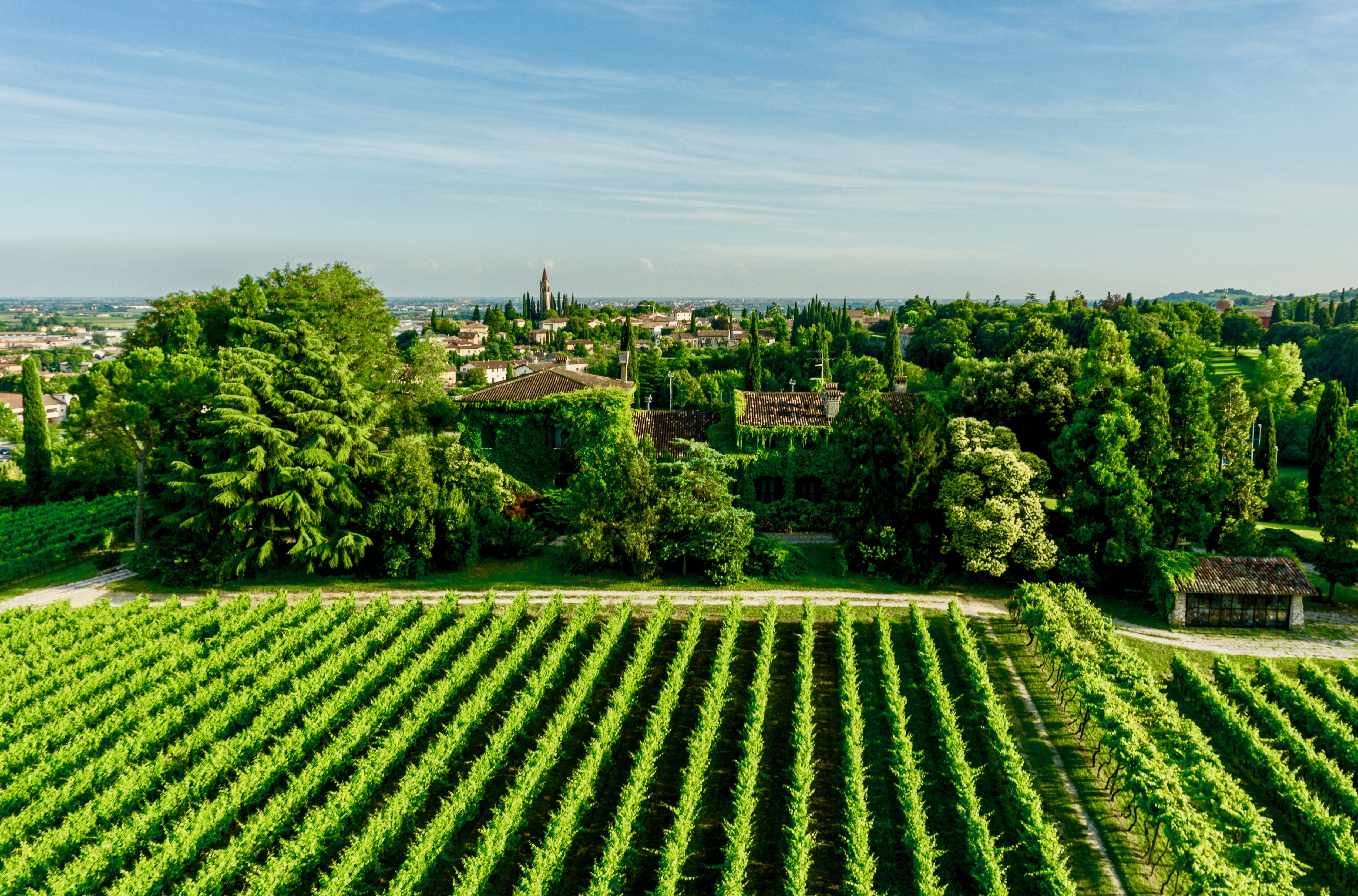 Le Vigne di San Pietro