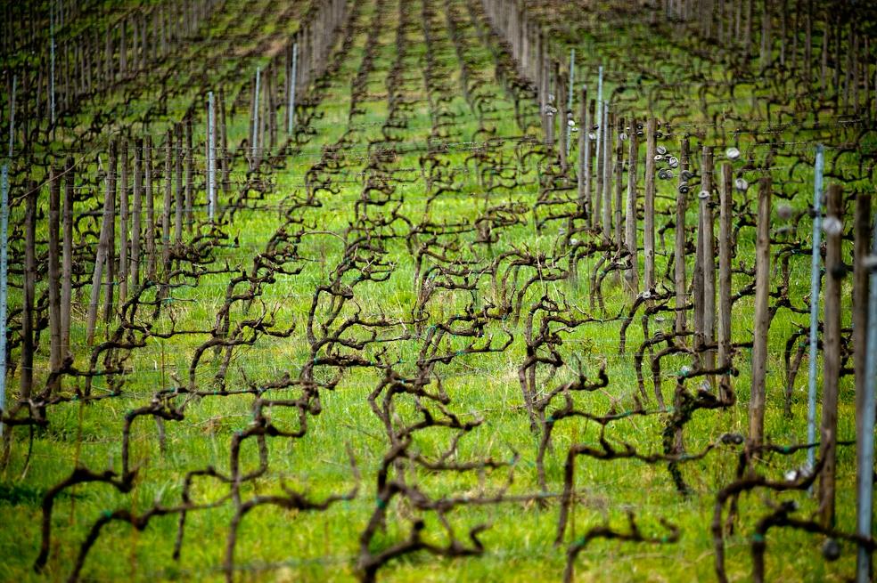 Lucca Wine Treasures