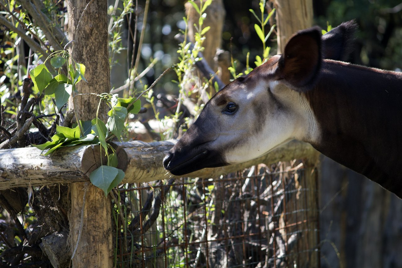 Parco Zoo Falconara