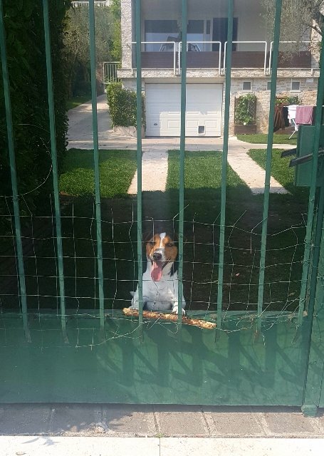 Fred, il cane Re del porto