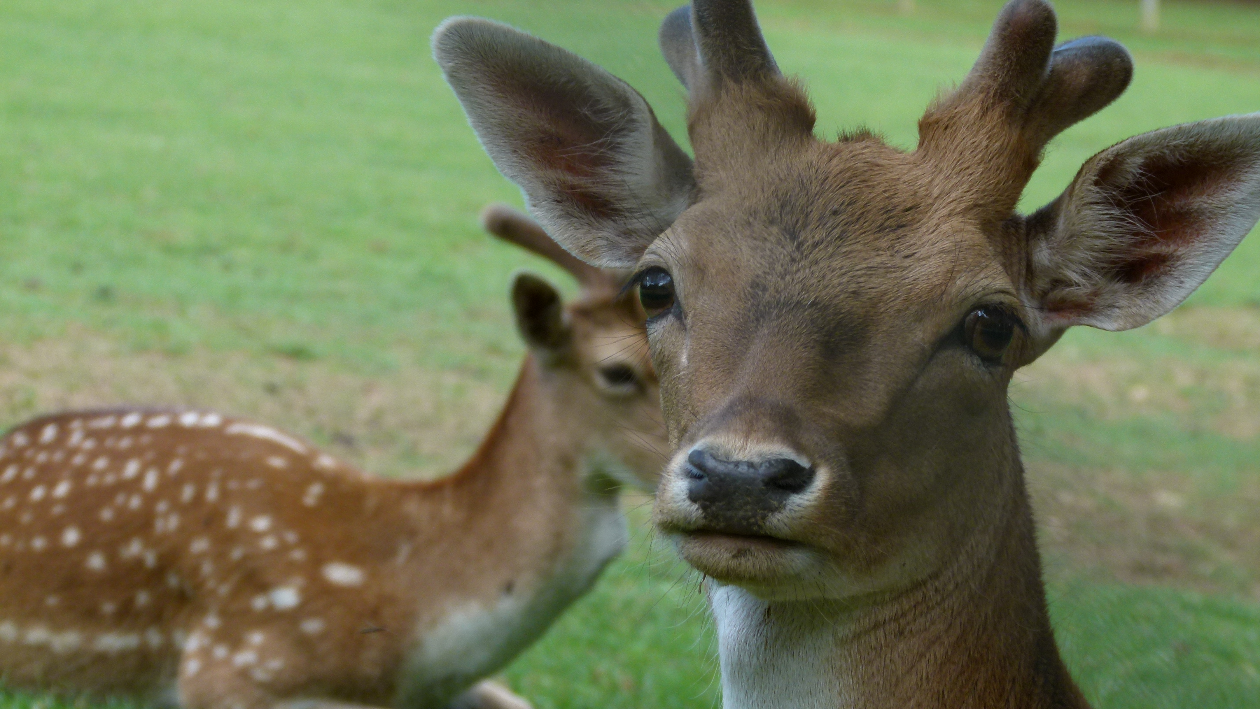 1o Parco Zoo della Fauna Europea