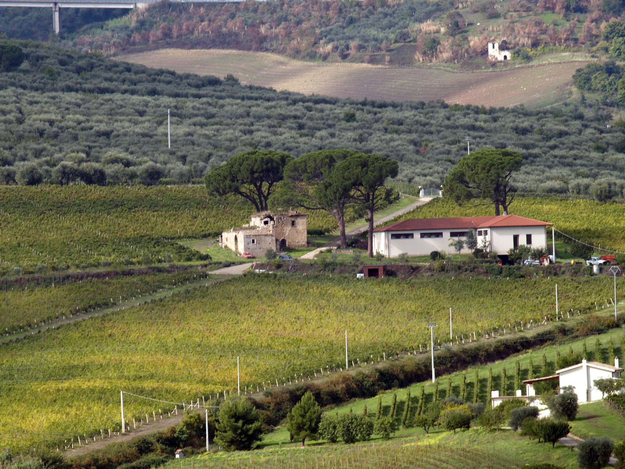 Casa Vinicola D'Angelo