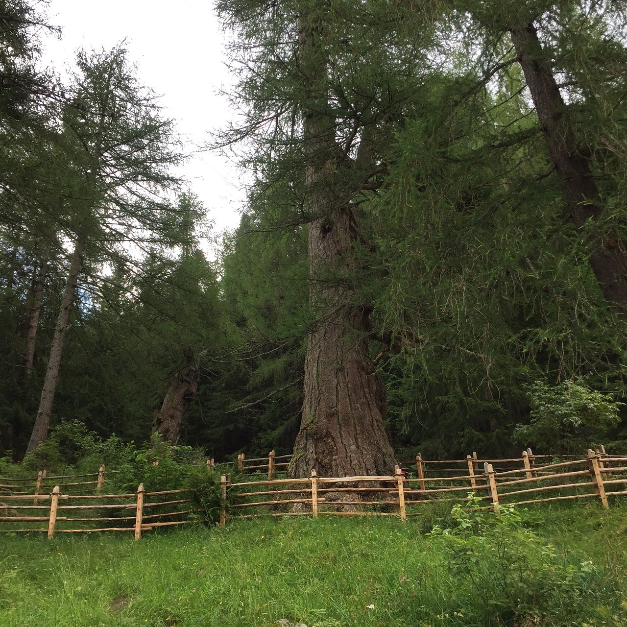 Ancient Larches of Val d'Ultimo Valley