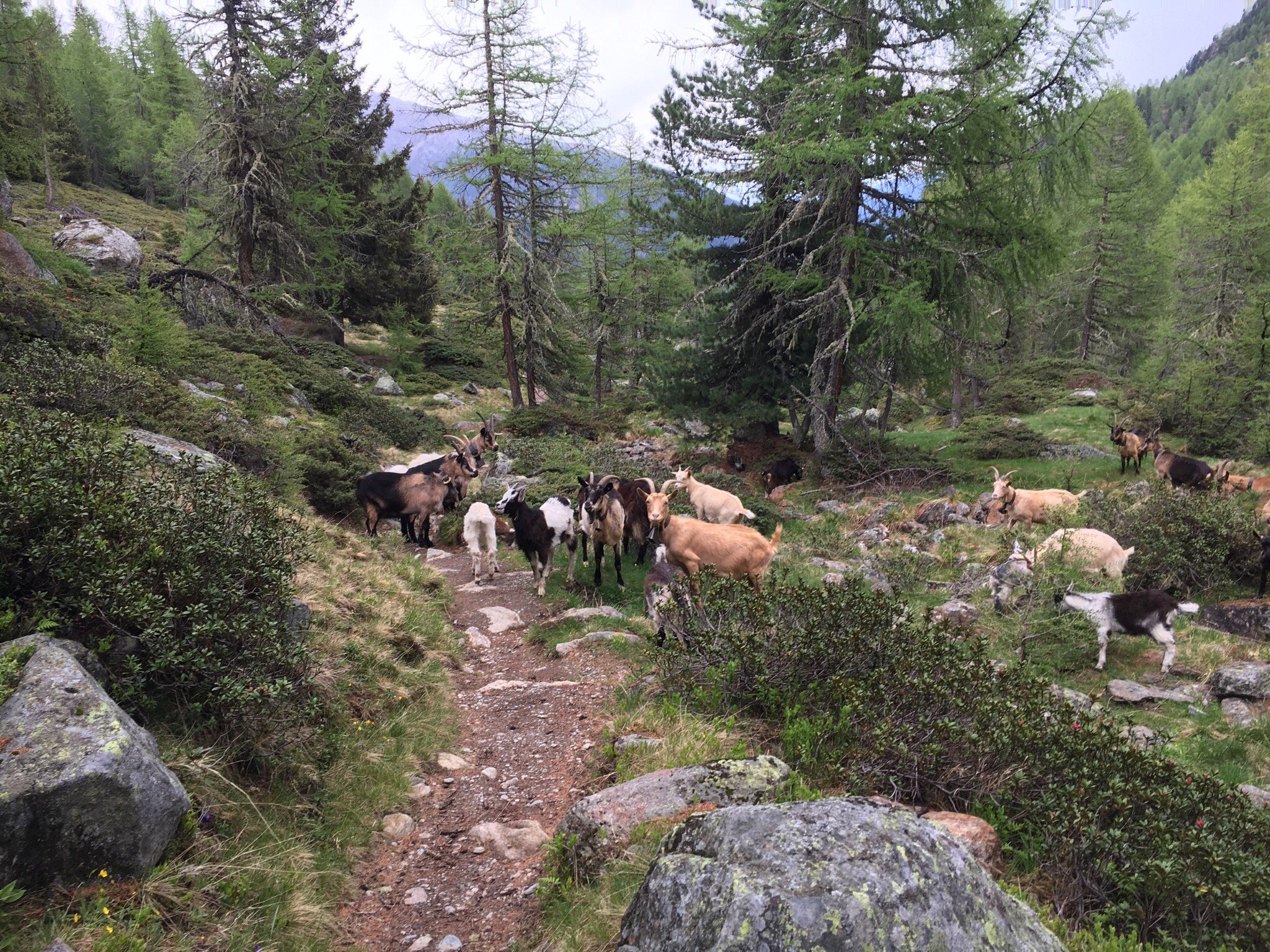 Escursione al Rifugio Canziani al Lago Verde