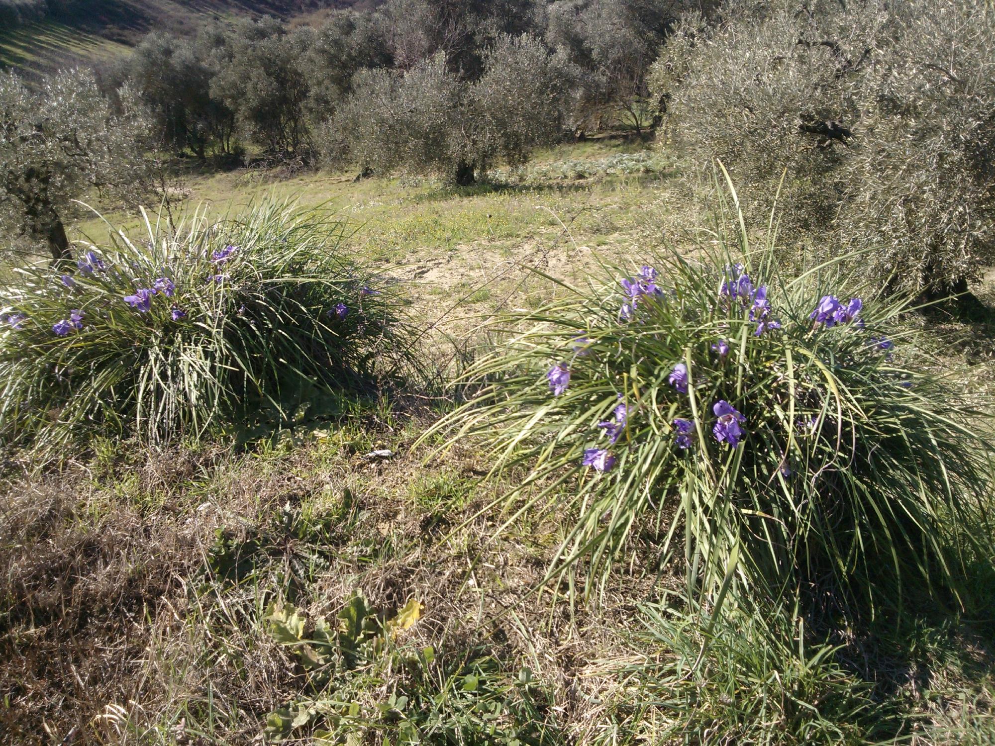 Riserva Naturale Macchia