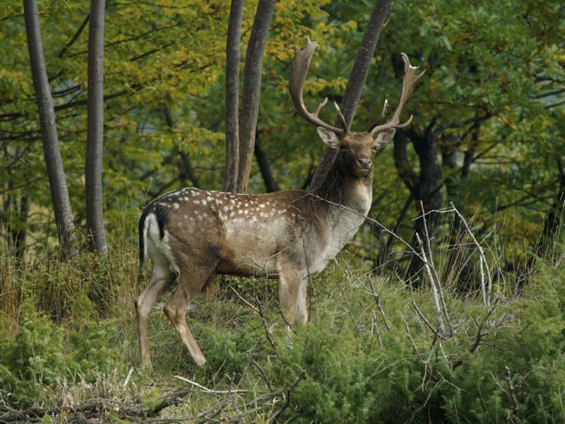 Centro Visita Premilcuore Parco Foreste Casentinesi