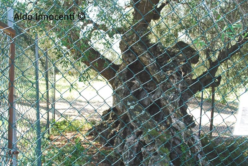 Olivo della Strega di Magliano in Toscana