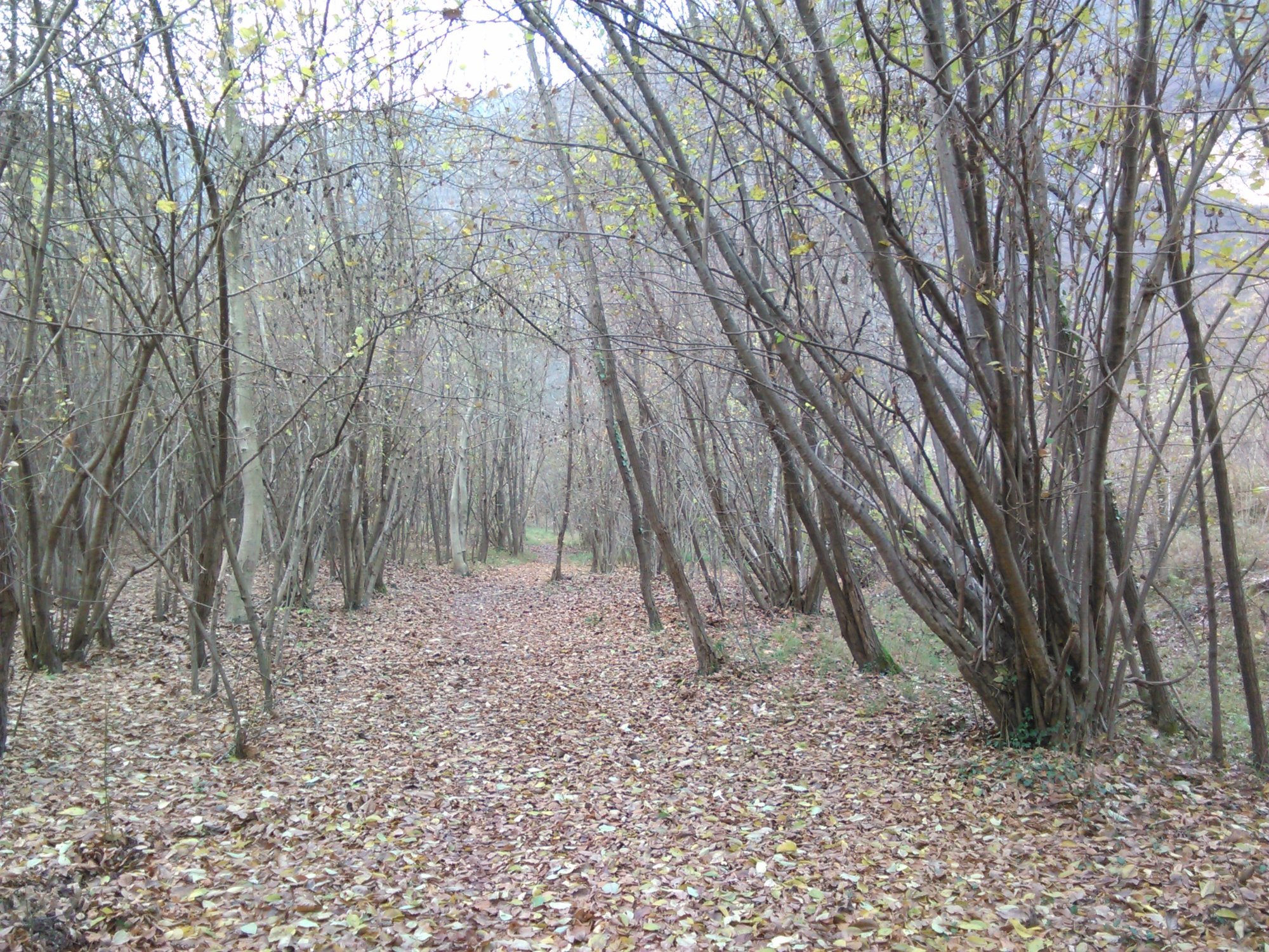 Sentiero della Garzaia di Pederobba