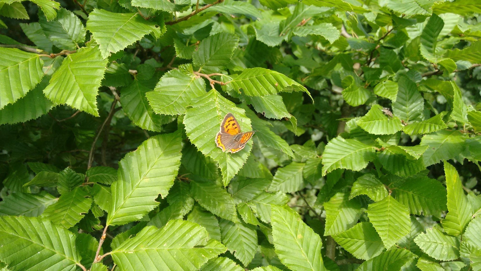 Oasi Lycaena di Salzano