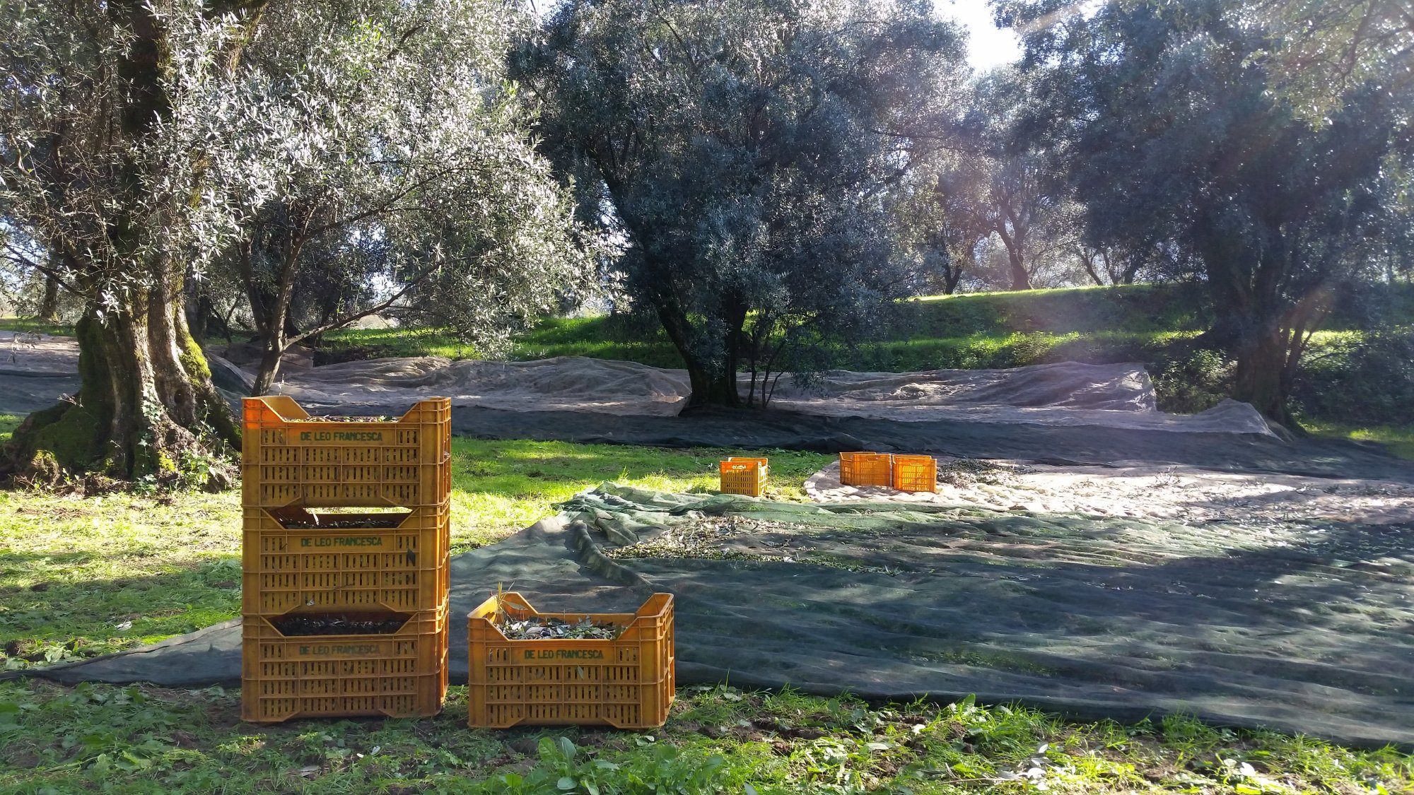 Azienda Agricola Francesca de Leo Alberti - Frantoio del Borgo