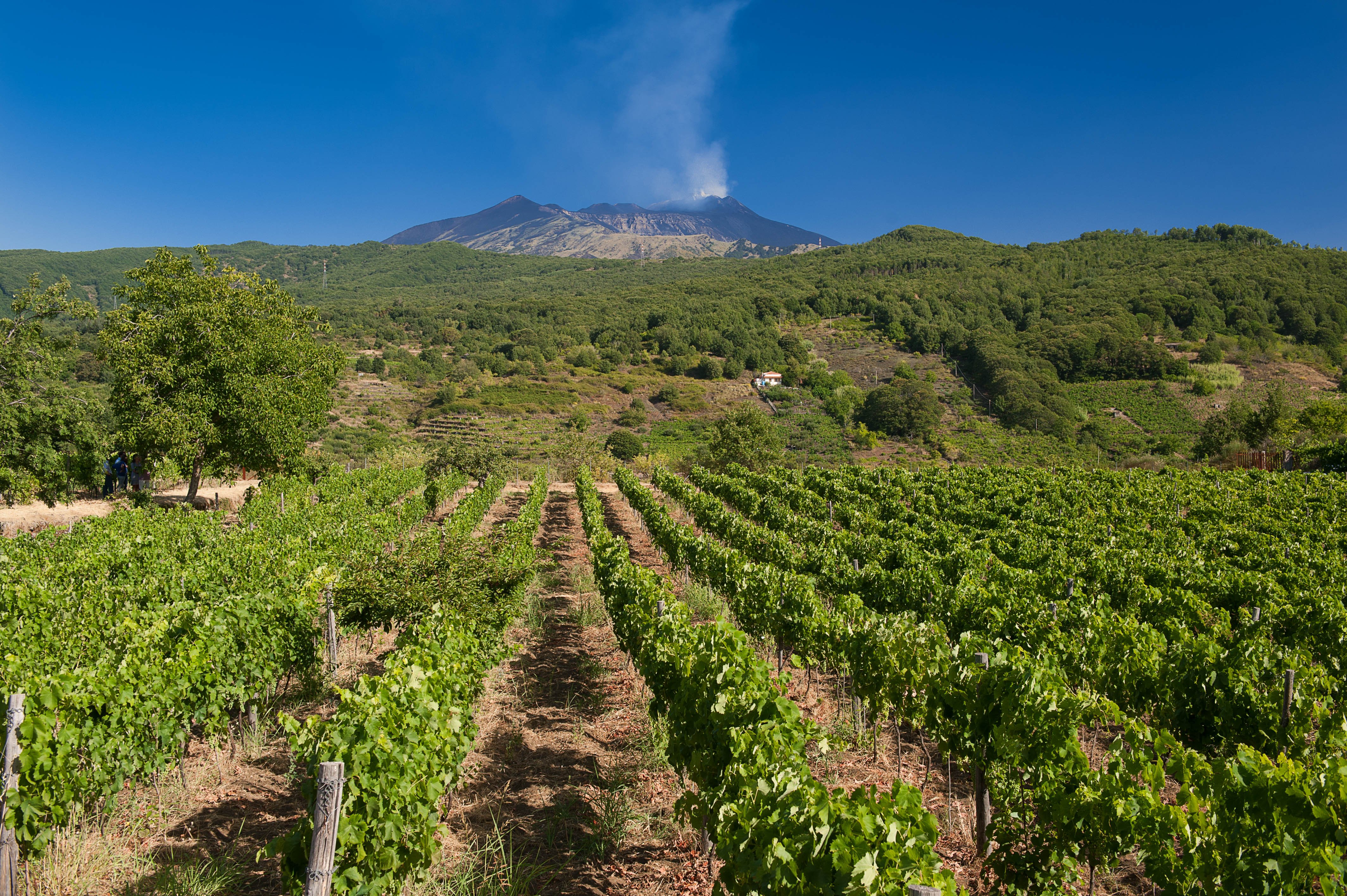 Tenuta Monte Gorna