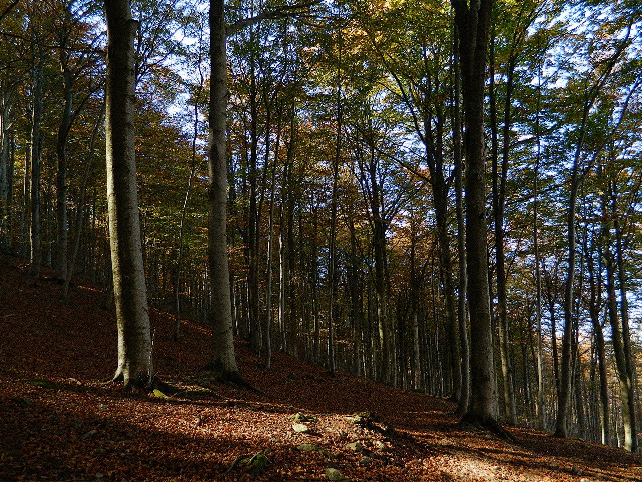 Foresta demaniale del Melogno